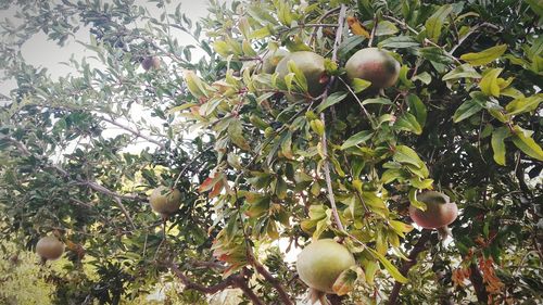 Low angle view of apples on tree