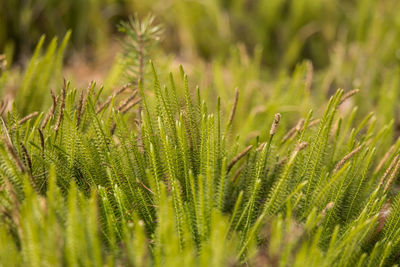 Close-up of fresh green plant in field