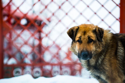 Close-up of dog