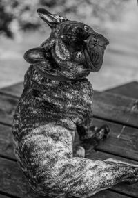 Close-up of french bulldog sitting on boardwalk