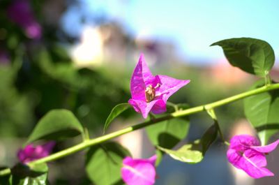 Close-up of pink flowers blooming outdoors