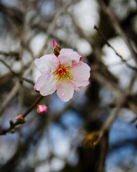 Close-up of pink flowers on tree