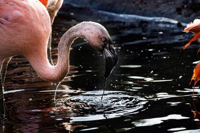 Close-up of bird drinking water