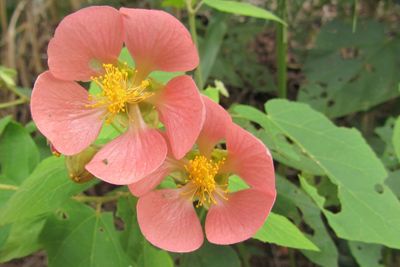 Close-up of pink flower