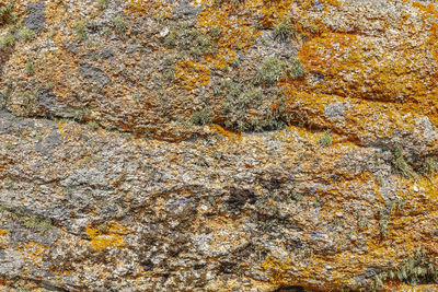 Full frame shot of lichen on rock