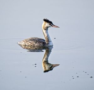 Bird in a lake with reflection