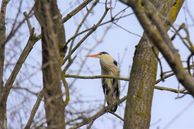 Low angle view of gray heron perching on branch