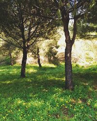Trees on grassy field