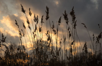 Silhouette plants growing on field against sky during sunset