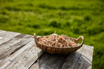 Close-up of pine cone on wood