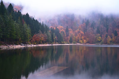 Scenic view of lake in forest during autumn