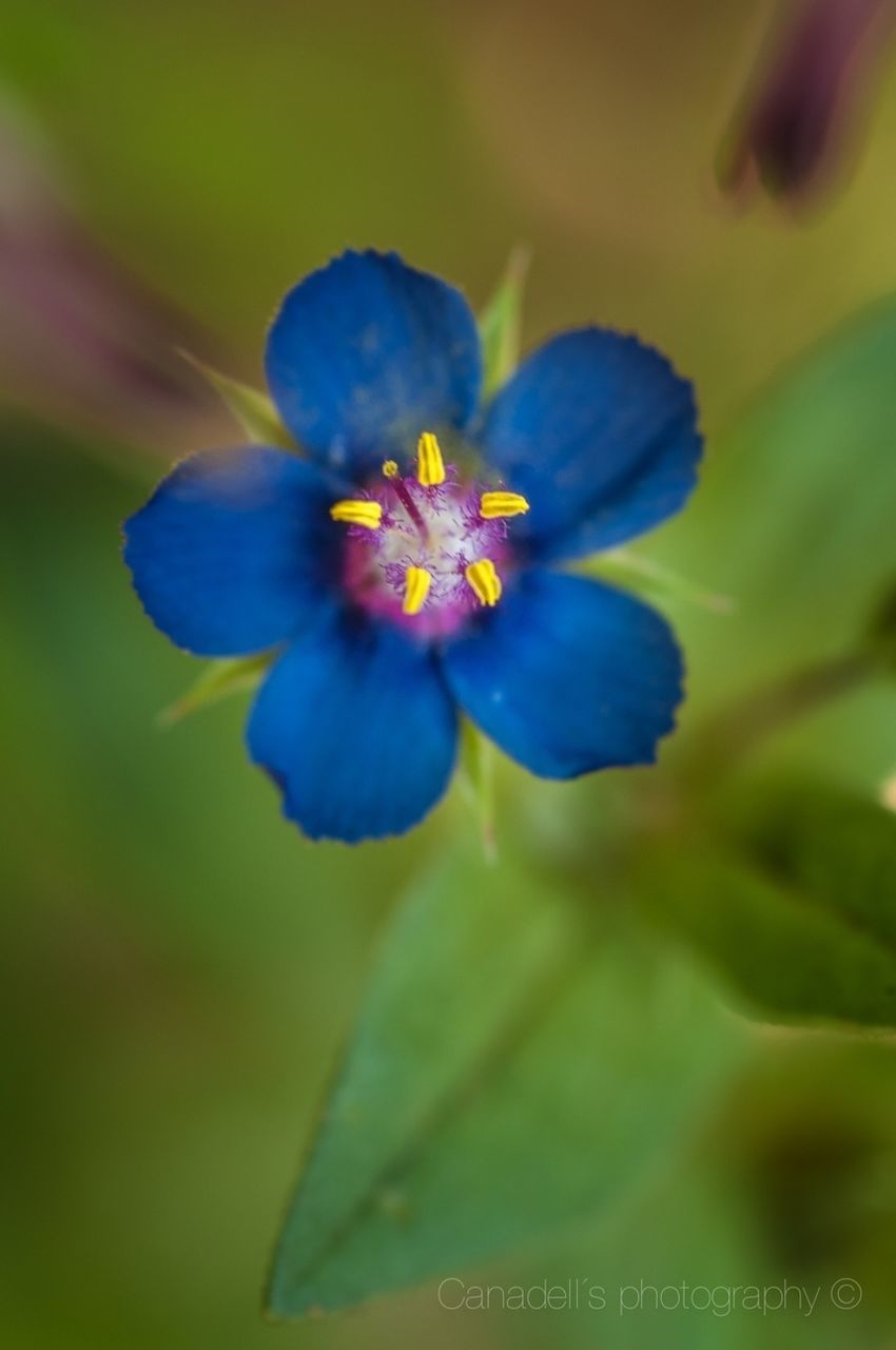 flower, petal, freshness, fragility, flower head, growth, purple, beauty in nature, close-up, blooming, nature, focus on foreground, plant, single flower, selective focus, blue, in bloom, yellow, pollen, leaf