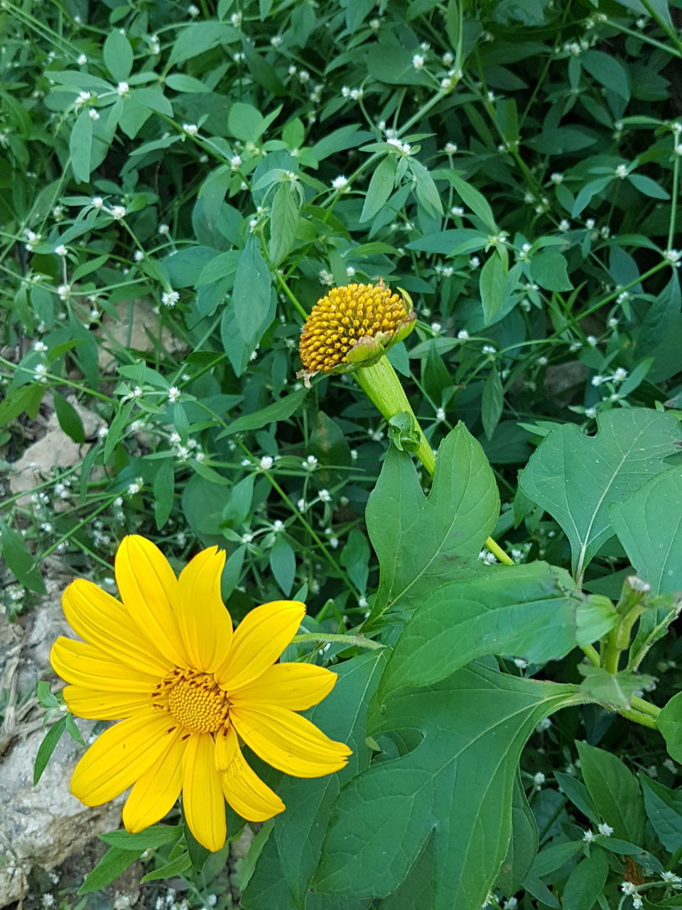 CLOSE-UP OF SUNFLOWERS ON SUNFLOWER