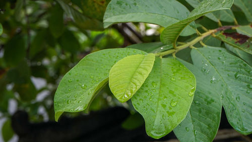 Close-up of wet plant leaves during rainy season