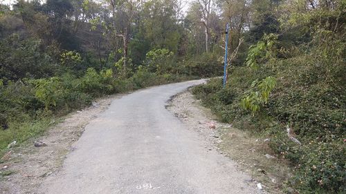 Road amidst trees in forest