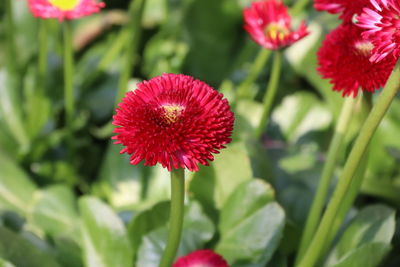 Close-up of red flowering plant