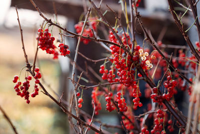 Close-up of red berries on tree