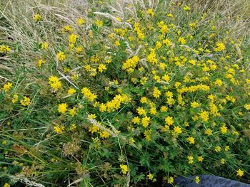 Close-up of yellow flowering plants on field