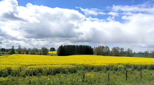 Scenic view of oilseed rape field against sky