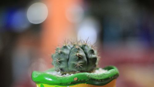 Close-up of cactus in flowerpot.