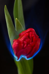 Close-up of red rose blooming outdoors