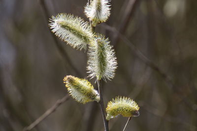 Close-up of plant