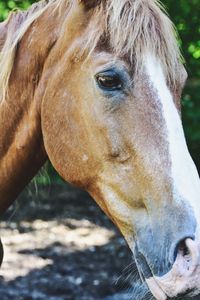 Close-up of horse standing on field