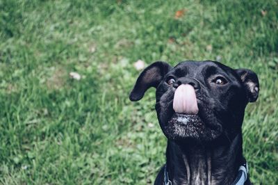 Close-up of dog in grass