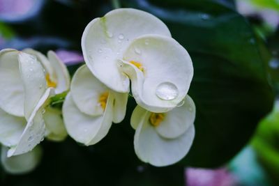 Close-up of wet white rose flower