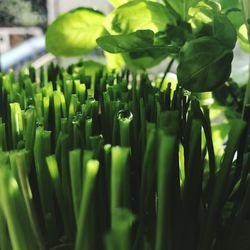 Close-up of fresh green leaves and herbs 