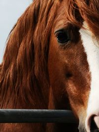 Close-up portrait of a horse