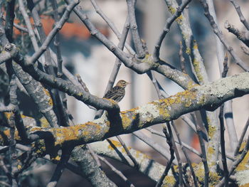 Close-up of bird perching on tree