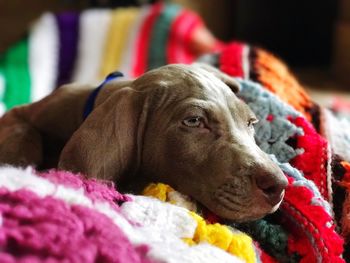 Close-up of dog on bed