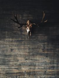 Animal skull hanging on wood