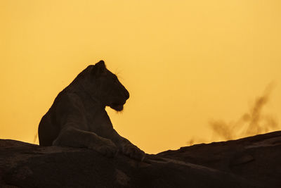 View of a cat sitting on rock