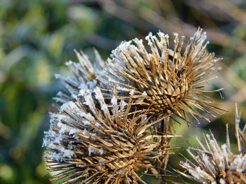 Close-up of dried thistle