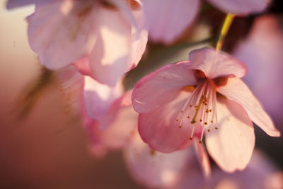 Close-up of pink cherry blossom