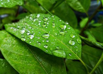 Close-up of wet plant leaves during rainy season