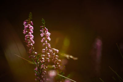 Close-up of pink flowering plant