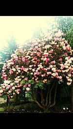 Flowers growing on tree