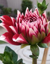 Close-up of pink flowers blooming outdoors