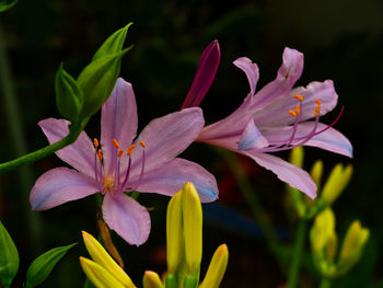 Close-up of pink flowering plant