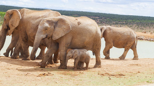 Elephant in a field