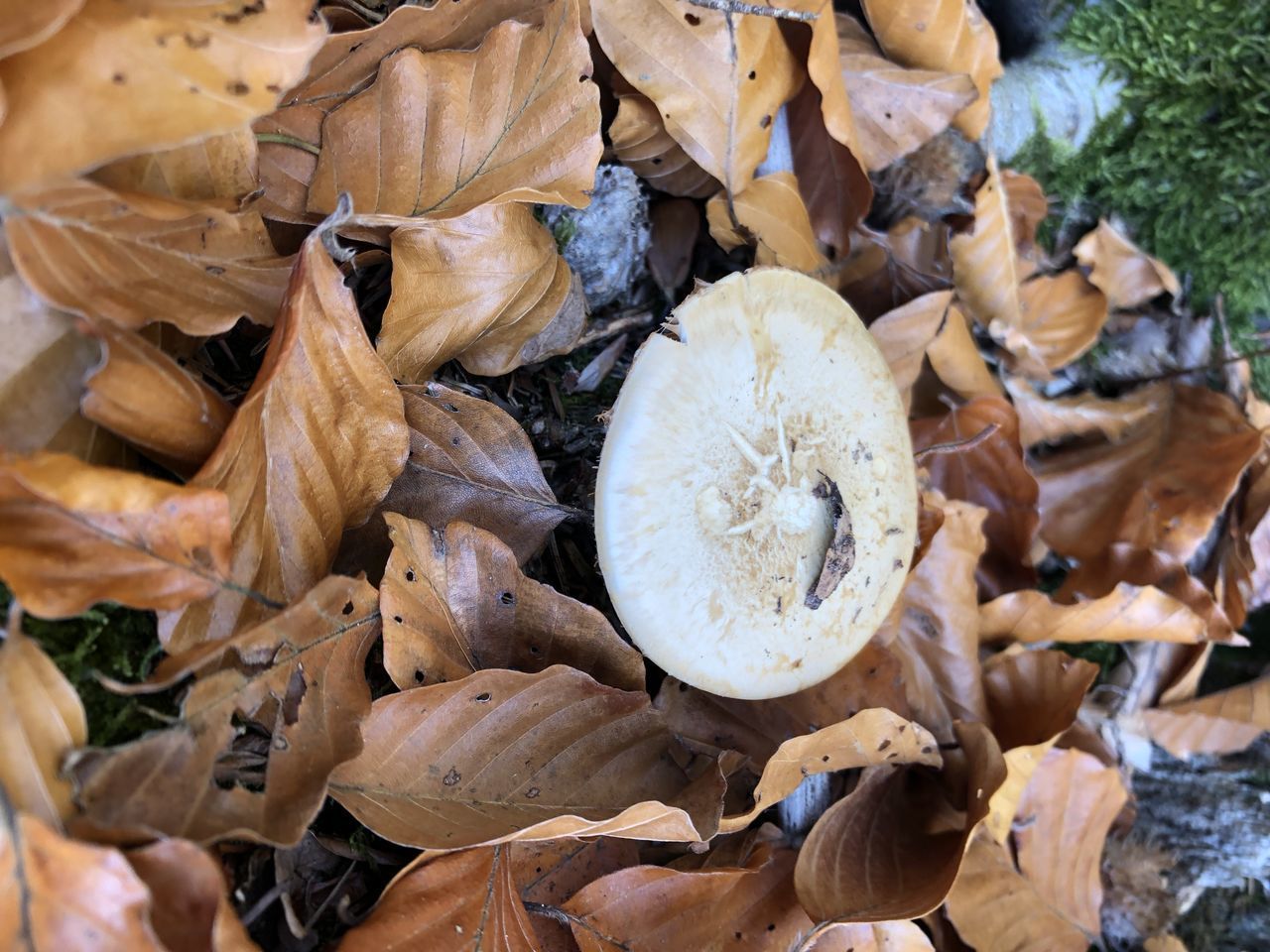 CLOSE-UP OF DRY AUTUMN LEAVES ON WET LAND