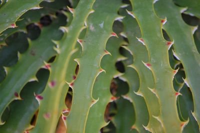 Full frame shot of cactus