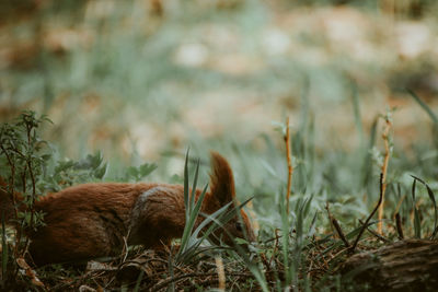 Close-up of animal on field