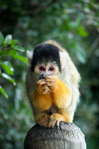 Portrait of monkey on tree in forest