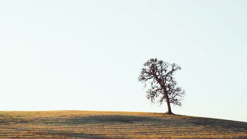 Tree on field against clear sky