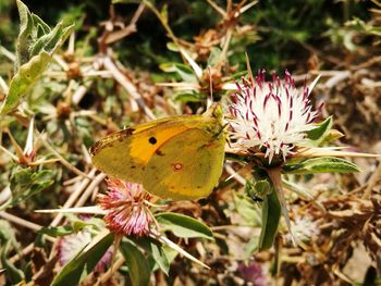 Close-up of butterfly pollinating on pink flower