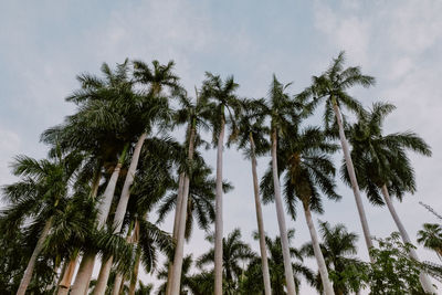 Low angle view of palm trees against sky